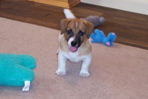 Beautiful Jack Russell Puppies