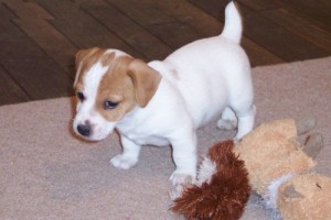 Lovely Jack Russell puppies for free.