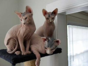 Cute Sphynx Kittens