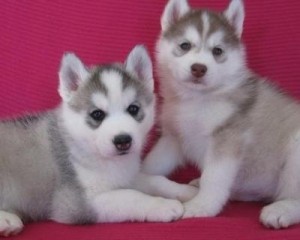 2 Siberian Husky Puppies Available