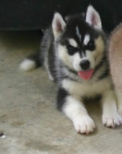 Registered Siberian Husky Puppies for Adoption