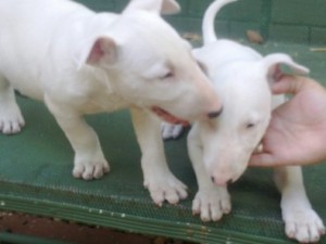 Beautiful Bull Terrier  Puppies