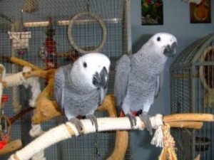 Adorable, Tame, 2 yr African Grey Parrots for Sale