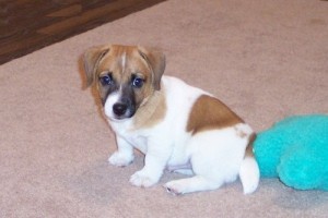 2 Jack Russell Terrier Pups