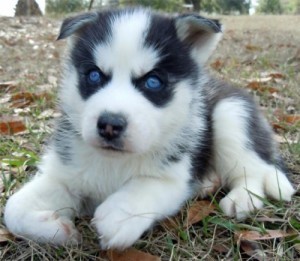 Two Purebred Siberian Husky Puppies