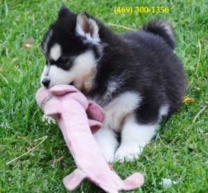 Gorgeous white Siberian Husky Pups Ready for Adoption