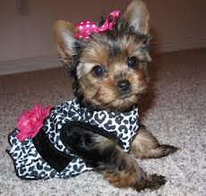 Home Trained Yorkie Puppies