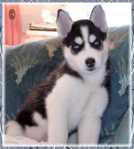 AKC Registered Siberian Husky