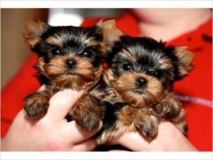 2 Tea-cup Yorkie Puppies