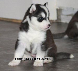 Siberian Husky Puppies Available for Re-homing.