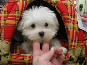 Pretty Maltese Puppies for Adoption