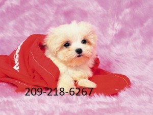 Cream White Maltese Puppies Available