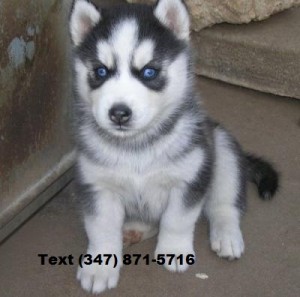 Siberian Husky Puppies for Adoption