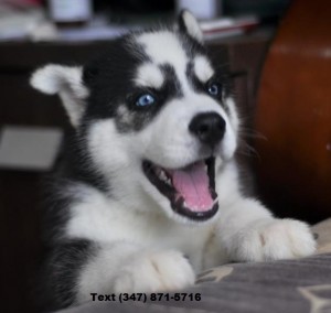 Siberian Husky Puppies for Sale