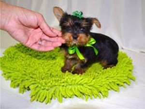 Teacup Yorkie Female