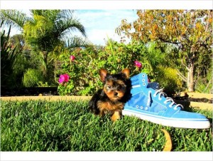 Teacup Yorkie Puppy