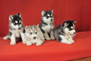 1 Male and 1 Female Siberian Husky