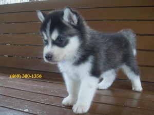 Two White and Black Siberian Husky Puppies