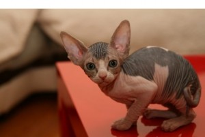 Registered Sphynx Kittens