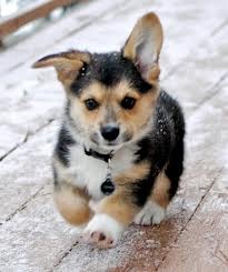 Well Trained Pembroke Welsh Corgi Puppies