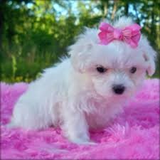 Maltese Puppies