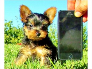 Small Female Yorkie