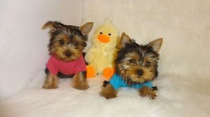 Adorable Silky Terrier Puppies (Yorkie look-alikes)