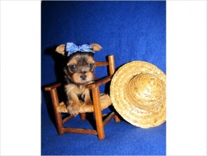 AKC Tiny Yorkies