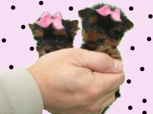AKC YORKIE PUPPIES!