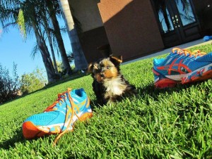 Tiny AKC Yorkie Puppies for Sale