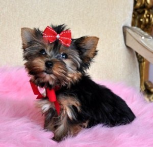 Yorkie Puppies Available