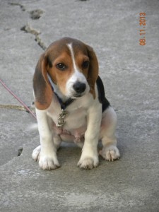 Free Beagle - Full Blooded, No Papers