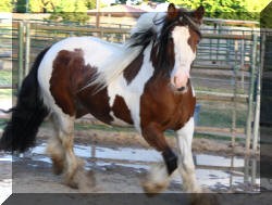 Strong and Bold Winter Horses for Sale