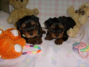 Adorable ACA Yorkshire Terrier Puppies