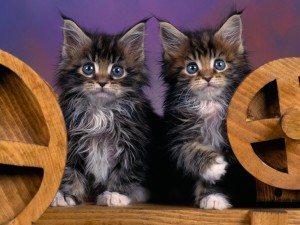 Charming Maine Coon Kitten For Sale