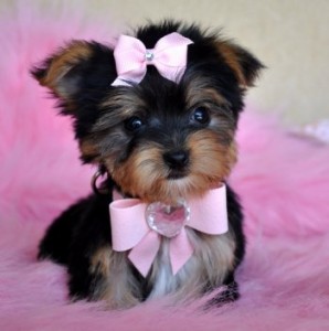 Tiny Yorkshire Terrier