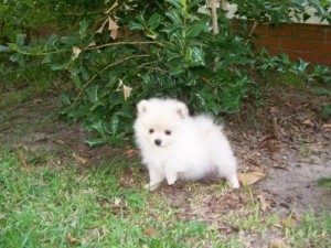 Beautiful Female Pomeranian Puppy Available