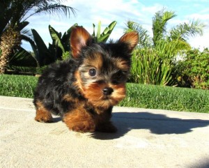 Yorkie Puppies