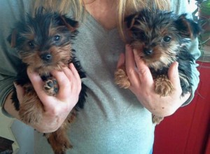 Exceptional Tea-Cup Yorkie Puppies