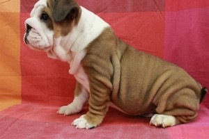 English Bulldog Puppies