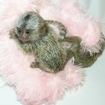 Pygmy Marmosets for Sale