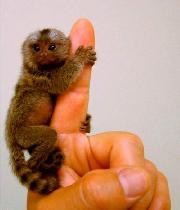 Marmoset Monkey