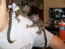 Marmoset Monkeys for Adoption