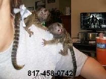 Marmoset Monkeys for Adoption