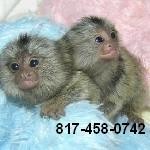 Marmoset Monkeys for Re-homing