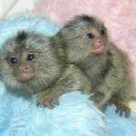 Marmoset Monkeys Ready for Adoption