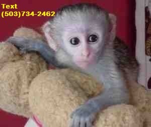 Capuchin Monkeys for Re-homing