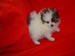 White Pomeranian Puppies