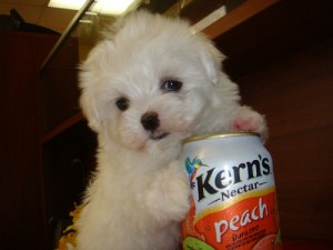 Teacup Maltese Puppies