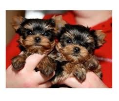 Lovely Male And Female Teacup Yorkie Puppies For Adoption